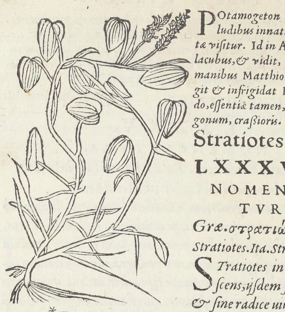 An illustration from Pedanii Dioscoridis Anazarbei, De medicinali materia, Libri sex Joanne Ruellio Suessionensi interprete. Cuilibet capiti additæ annotationes, eruditæ & compendiariæ, è selectiori medicorum promptuario., 1550, leaf 596