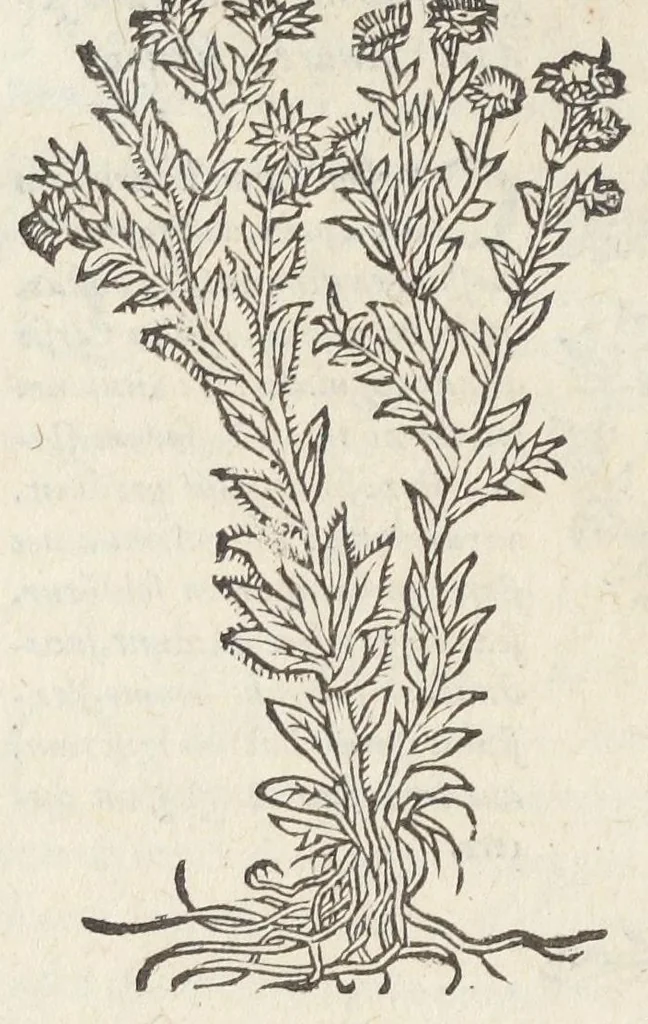 An illustration from Pedanii Dioscoridis Anazarbei, De medicinali materia, Libri sex Joanne Ruellio Suessionensi interprete. Cuilibet capiti additæ annotationes, eruditæ & compendiariæ, è selectiori medicorum promptuario., 1550, leaf 610