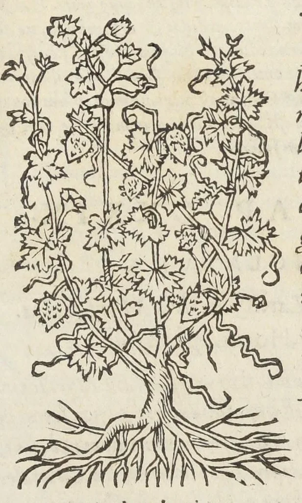 An illustration from Pedanii Dioscoridis Anazarbei, De medicinali materia, Libri sex Joanne Ruellio Suessionensi interprete. Cuilibet capiti additæ annotationes, eruditæ & compendiariæ, è selectiori medicorum promptuario., 1550, leaf 625