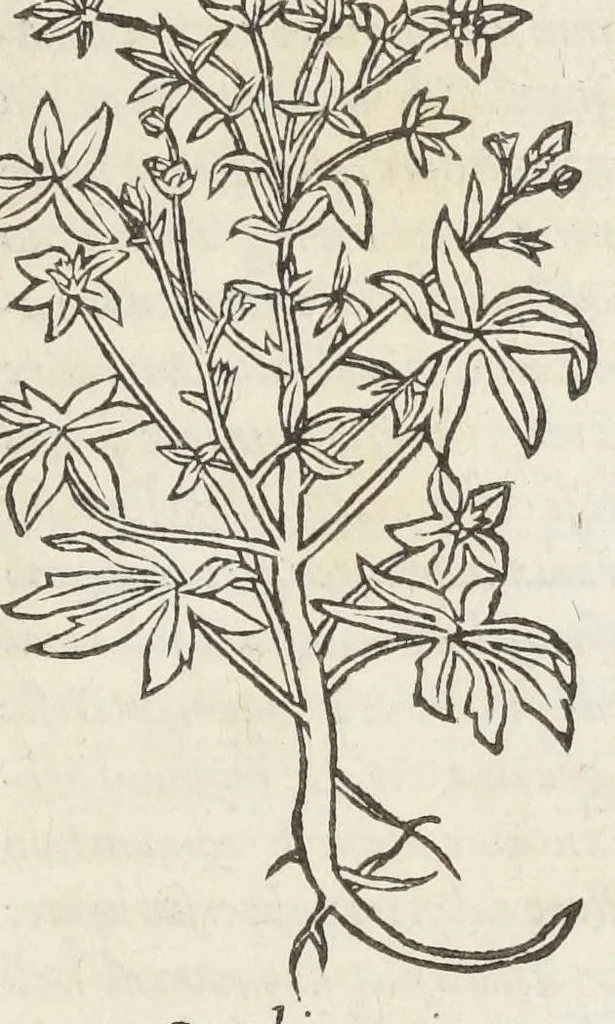 An illustration from Pedanii Dioscoridis Anazarbei, De medicinali materia, Libri sex Joanne Ruellio Suessionensi interprete. Cuilibet capiti additæ annotationes, eruditæ & compendiariæ, è selectiori medicorum promptuario., 1550, leaf 637