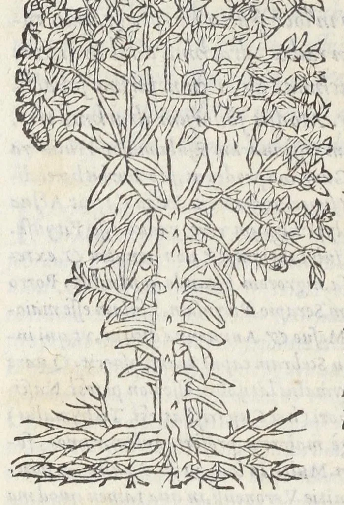 An illustration from Pedanii Dioscoridis Anazarbei, De medicinali materia, Libri sex Joanne Ruellio Suessionensi interprete. Cuilibet capiti additæ annotationes, eruditæ & compendiariæ, è selectiori medicorum promptuario., 1550, leaf 650