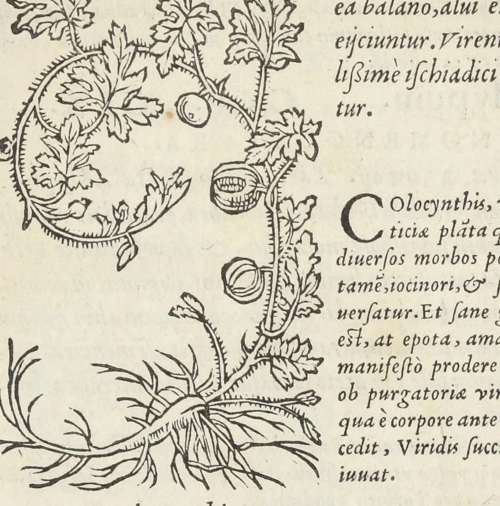 An illustration from Pedanii Dioscoridis Anazarbei, De medicinali materia, Libri sex Joanne Ruellio Suessionensi interprete. Cuilibet capiti additæ annotationes, eruditæ & compendiariæ, è selectiori medicorum promptuario., 1550, leaf 659
