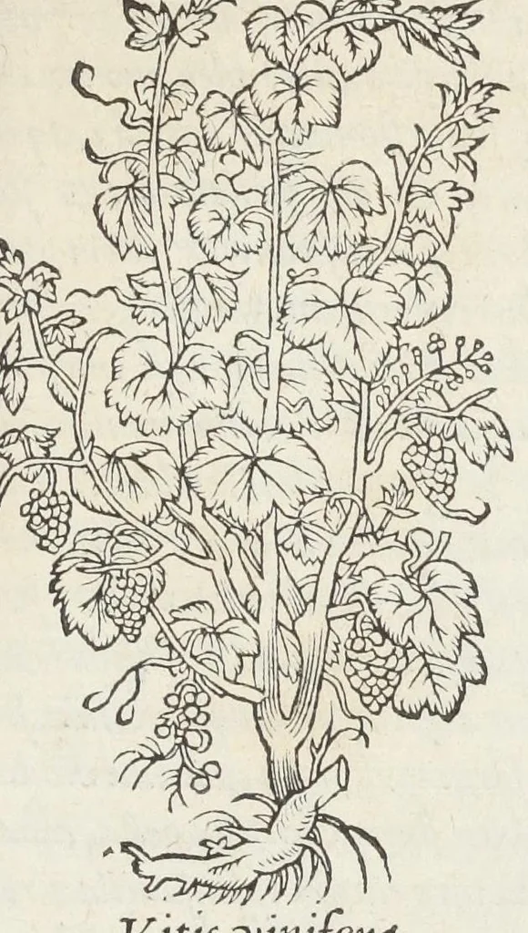 An illustration from Pedanii Dioscoridis Anazarbei, De medicinali materia, Libri sex Joanne Ruellio Suessionensi interprete. Cuilibet capiti additæ annotationes, eruditæ & compendiariæ, è selectiori medicorum promptuario., 1550, leaf 673
