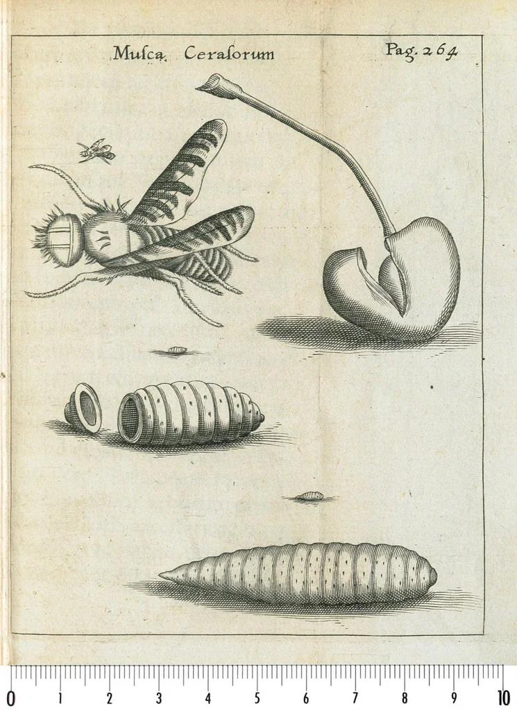 An illustration from Francisci Redi... experimenta circa generationem insectorum ad nobilissimum virum Carolum Dati., 1671, leaf 288