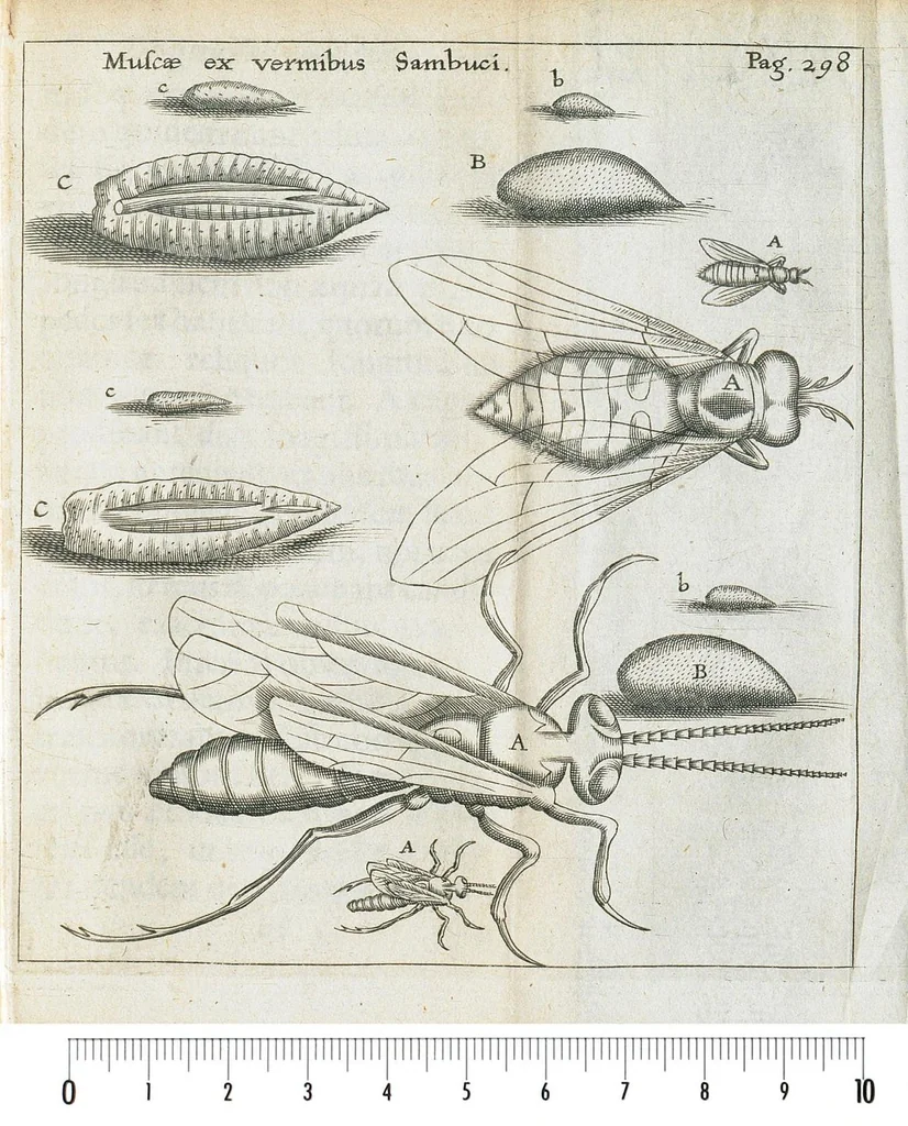 An illustration from Francisci Redi... experimenta circa generationem insectorum ad nobilissimum virum Carolum Dati., 1671, leaf 328