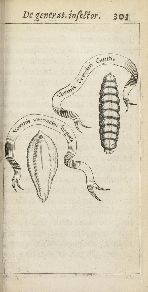 An illustration from Francisci Redi... experimenta circa generationem insectorum ad nobilissimum virum Carolum Dati., 1671, leaf 336