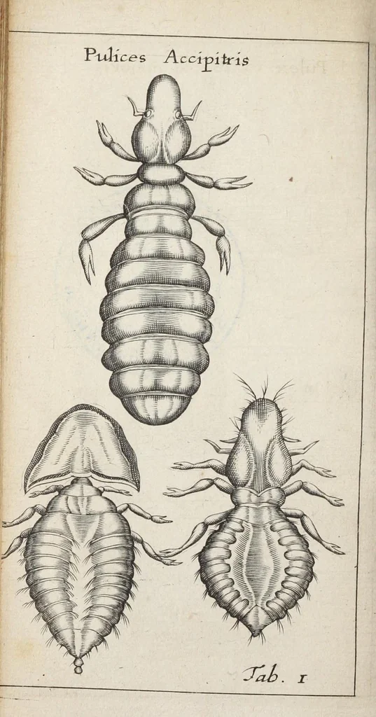An illustration from Francisci Redi... experimenta circa generationem insectorum ad nobilissimum virum Carolum Dati., 1671, leaf 383
