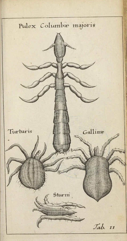 An illustration from Francisci Redi... experimenta circa generationem insectorum ad nobilissimum virum Carolum Dati., 1671, leaf 384