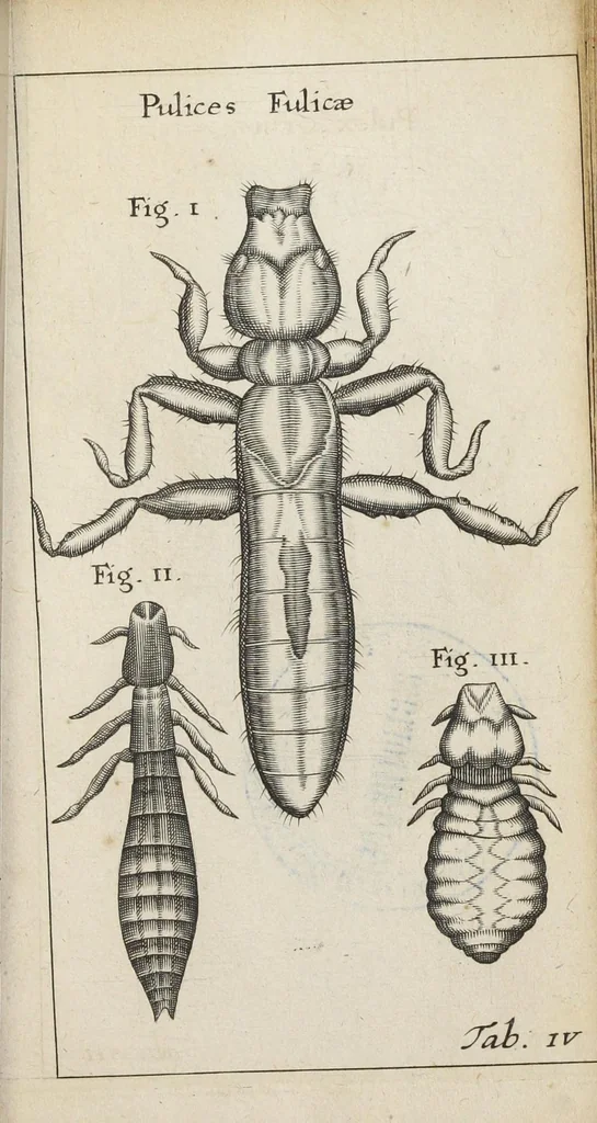 An illustration from Francisci Redi... experimenta circa generationem insectorum ad nobilissimum virum Carolum Dati., 1671, leaf 388