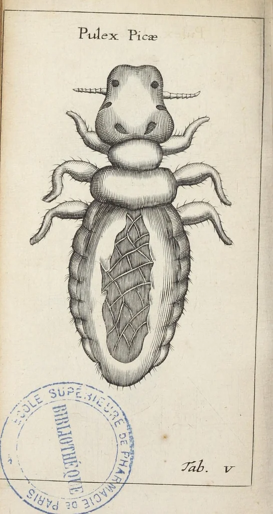 An illustration from Francisci Redi... experimenta circa generationem insectorum ad nobilissimum virum Carolum Dati., 1671, leaf 391