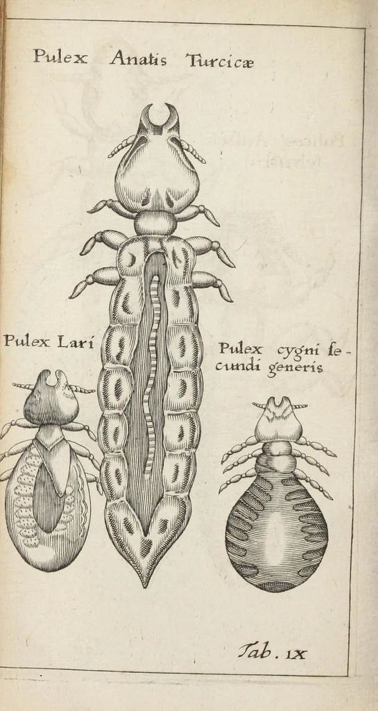 An illustration from Francisci Redi... experimenta circa generationem insectorum ad nobilissimum virum Carolum Dati., 1671, leaf 399