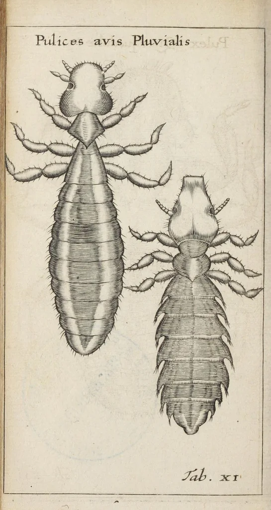 An illustration from Francisci Redi... experimenta circa generationem insectorum ad nobilissimum virum Carolum Dati., 1671, leaf 403