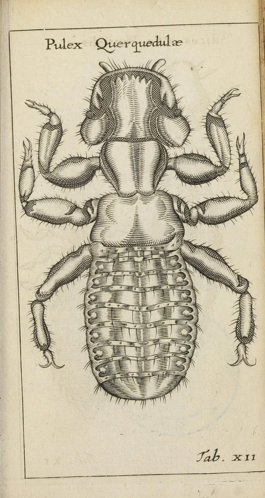 An illustration from Francisci Redi... experimenta circa generationem insectorum ad nobilissimum virum Carolum Dati., 1671, leaf 404