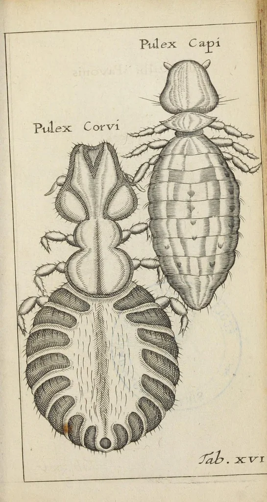 An illustration from Francisci Redi... experimenta circa generationem insectorum ad nobilissimum virum Carolum Dati., 1671, leaf 412