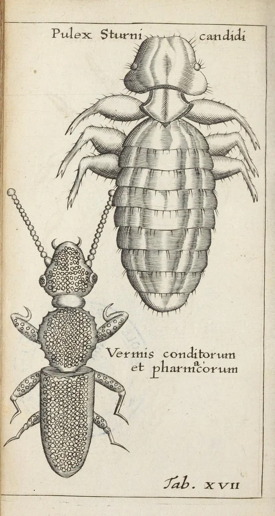 An illustration from Francisci Redi... experimenta circa generationem insectorum ad nobilissimum virum Carolum Dati., 1671, leaf 415