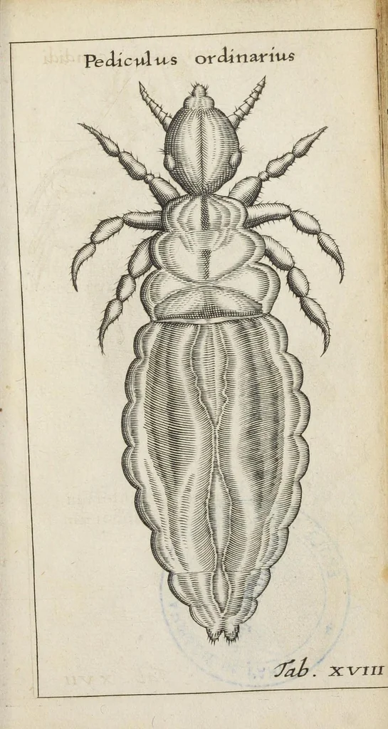 An illustration from Francisci Redi... experimenta circa generationem insectorum ad nobilissimum virum Carolum Dati., 1671, leaf 416