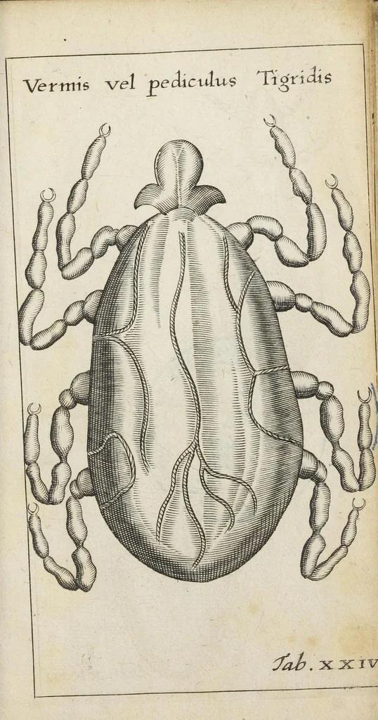 An illustration from Francisci Redi... experimenta circa generationem insectorum ad nobilissimum virum Carolum Dati., 1671, leaf 428