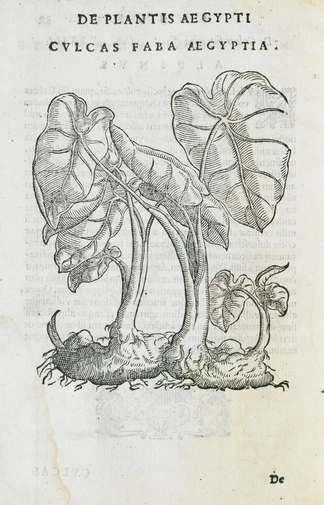 An illustration from Prosperi Alpini De plantis Aegypti liber. In quo non pauci, qui circa herbarum materiam irrepserunt, errores, deprehenduntur, quorum causa hactenus multa medicamenta ad usum medicine admodum expetenda, plerisque medicorum, non sine artis iactura, occulta, atque obsoleta iacuerunt... Accessit etiam liber de balsamo aliàs editus, 1592, leaf 100
