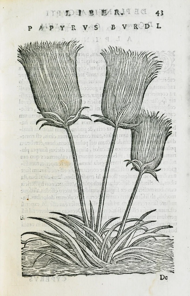 An illustration from Prosperi Alpini De plantis Aegypti liber. In quo non pauci, qui circa herbarum materiam irrepserunt, errores, deprehenduntur, quorum causa hactenus multa medicamenta ad usum medicine admodum expetenda, plerisque medicorum, non sine artis iactura, occulta, atque obsoleta iacuerunt... Accessit etiam liber de balsamo aliàs editus, 1592, leaf 107