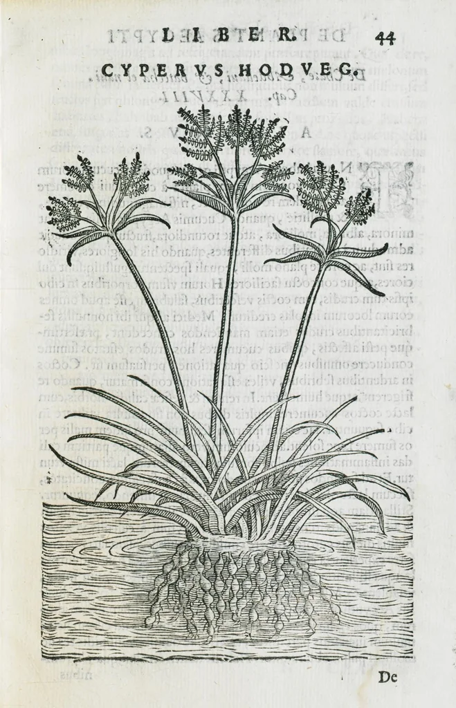 An illustration from Prosperi Alpini De plantis Aegypti liber. In quo non pauci, qui circa herbarum materiam irrepserunt, errores, deprehenduntur, quorum causa hactenus multa medicamenta ad usum medicine admodum expetenda, plerisque medicorum, non sine artis iactura, occulta, atque obsoleta iacuerunt... Accessit etiam liber de balsamo aliàs editus, 1592, leaf 109