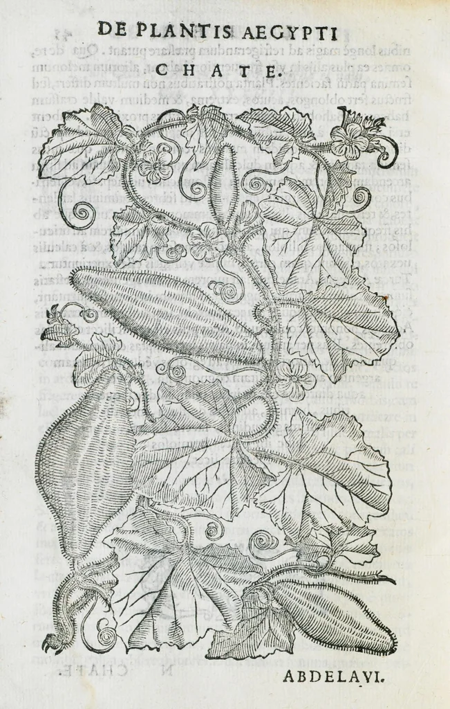 An illustration from Prosperi Alpini De plantis Aegypti liber. In quo non pauci, qui circa herbarum materiam irrepserunt, errores, deprehenduntur, quorum causa hactenus multa medicamenta ad usum medicine admodum expetenda, plerisque medicorum, non sine artis iactura, occulta, atque obsoleta iacuerunt... Accessit etiam liber de balsamo aliàs editus, 1592, leaf 112