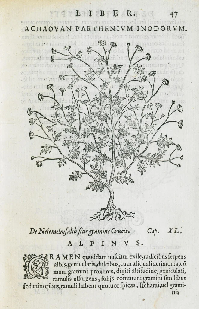 An illustration from Prosperi Alpini De plantis Aegypti liber. In quo non pauci, qui circa herbarum materiam irrepserunt, errores, deprehenduntur, quorum causa hactenus multa medicamenta ad usum medicine admodum expetenda, plerisque medicorum, non sine artis iactura, occulta, atque obsoleta iacuerunt... Accessit etiam liber de balsamo aliàs editus, 1592, leaf 115