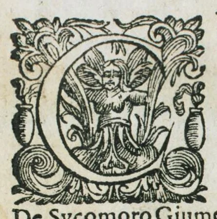 An illustration from Prosperi Alpini De plantis Aegypti liber. In quo non pauci, qui circa herbarum materiam irrepserunt, errores, deprehenduntur, quorum causa hactenus multa medicamenta ad usum medicine admodum expetenda, plerisque medicorum, non sine artis iactura, occulta, atque obsoleta iacuerunt... Accessit etiam liber de balsamo aliàs editus, 1592, leaf 12