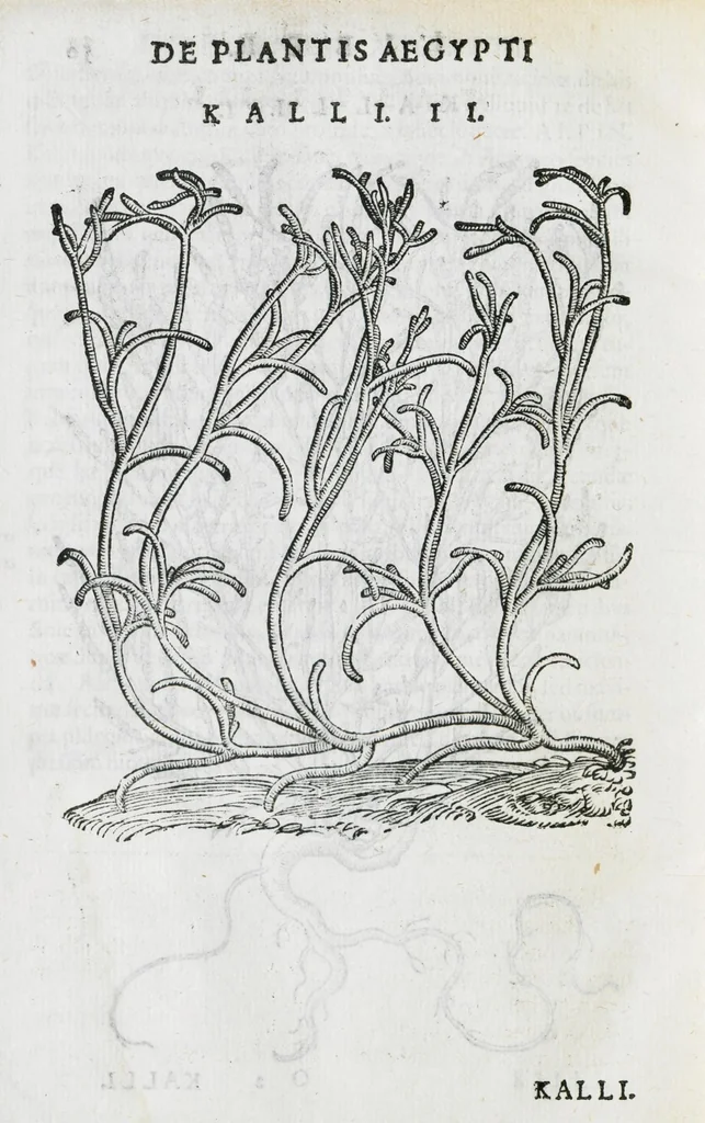An illustration from Prosperi Alpini De plantis Aegypti liber. In quo non pauci, qui circa herbarum materiam irrepserunt, errores, deprehenduntur, quorum causa hactenus multa medicamenta ad usum medicine admodum expetenda, plerisque medicorum, non sine artis iactura, occulta, atque obsoleta iacuerunt... Accessit etiam liber de balsamo aliàs editus, 1592, leaf 122