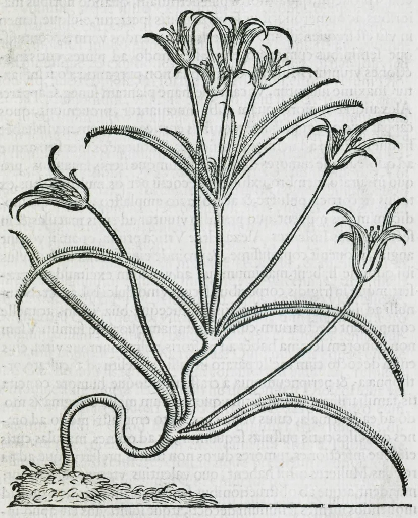 An illustration from Prosperi Alpini De plantis Aegypti liber. In quo non pauci, qui circa herbarum materiam irrepserunt, errores, deprehenduntur, quorum causa hactenus multa medicamenta ad usum medicine admodum expetenda, plerisque medicorum, non sine artis iactura, occulta, atque obsoleta iacuerunt... Accessit etiam liber de balsamo aliàs editus, 1592, leaf 123