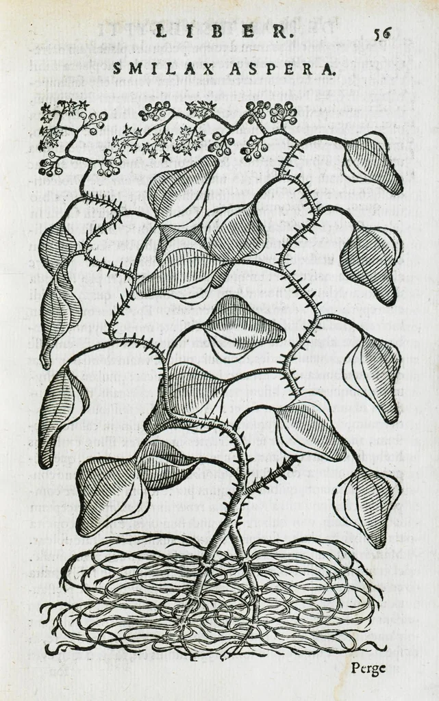 An illustration from Prosperi Alpini De plantis Aegypti liber. In quo non pauci, qui circa herbarum materiam irrepserunt, errores, deprehenduntur, quorum causa hactenus multa medicamenta ad usum medicine admodum expetenda, plerisque medicorum, non sine artis iactura, occulta, atque obsoleta iacuerunt... Accessit etiam liber de balsamo aliàs editus, 1592, leaf 133