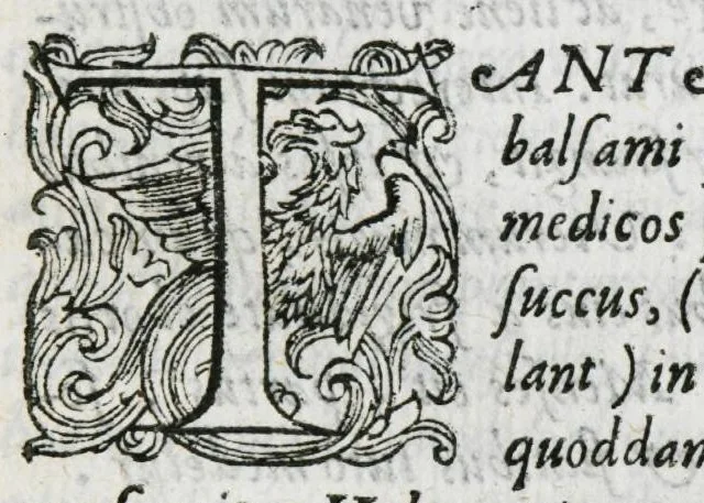 An illustration from Prosperi Alpini De plantis Aegypti liber. In quo non pauci, qui circa herbarum materiam irrepserunt, errores, deprehenduntur, quorum causa hactenus multa medicamenta ad usum medicine admodum expetenda, plerisque medicorum, non sine artis iactura, occulta, atque obsoleta iacuerunt... Accessit etiam liber de balsamo aliàs editus, 1592, leaf 139
