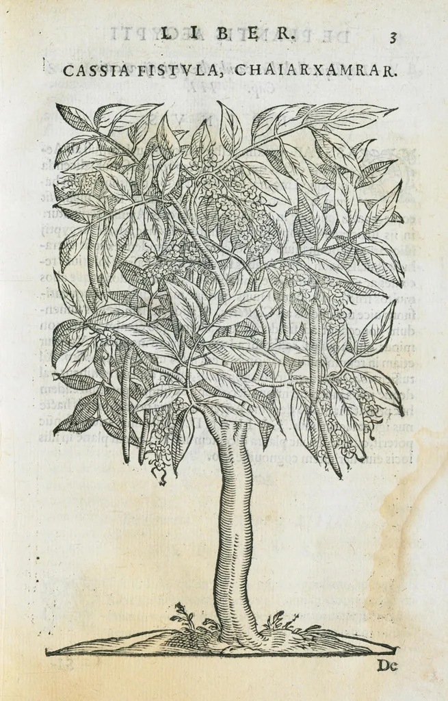 An illustration from Prosperi Alpini De plantis Aegypti liber. In quo non pauci, qui circa herbarum materiam irrepserunt, errores, deprehenduntur, quorum causa hactenus multa medicamenta ad usum medicine admodum expetenda, plerisque medicorum, non sine artis iactura, occulta, atque obsoleta iacuerunt... Accessit etiam liber de balsamo aliàs editus, 1592, leaf 19
