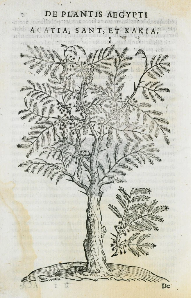 An illustration from Prosperi Alpini De plantis Aegypti liber. In quo non pauci, qui circa herbarum materiam irrepserunt, errores, deprehenduntur, quorum causa hactenus multa medicamenta ad usum medicine admodum expetenda, plerisque medicorum, non sine artis iactura, occulta, atque obsoleta iacuerunt... Accessit etiam liber de balsamo aliàs editus, 1592, leaf 26
