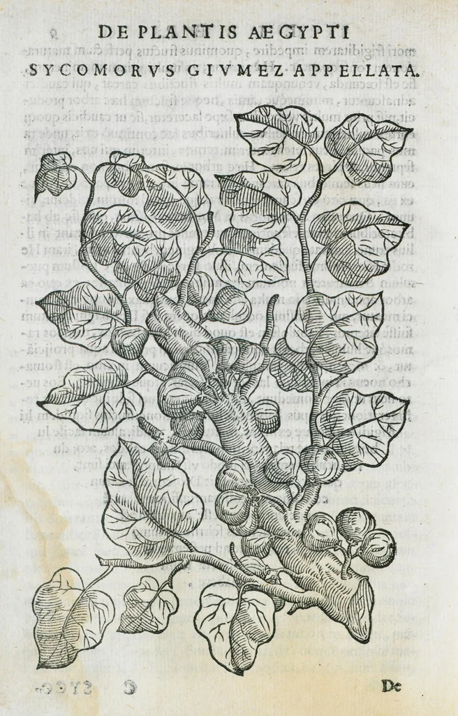 An illustration from Prosperi Alpini De plantis Aegypti liber. In quo non pauci, qui circa herbarum materiam irrepserunt, errores, deprehenduntur, quorum causa hactenus multa medicamenta ad usum medicine admodum expetenda, plerisque medicorum, non sine artis iactura, occulta, atque obsoleta iacuerunt... Accessit etiam liber de balsamo aliàs editus, 1592, leaf 32