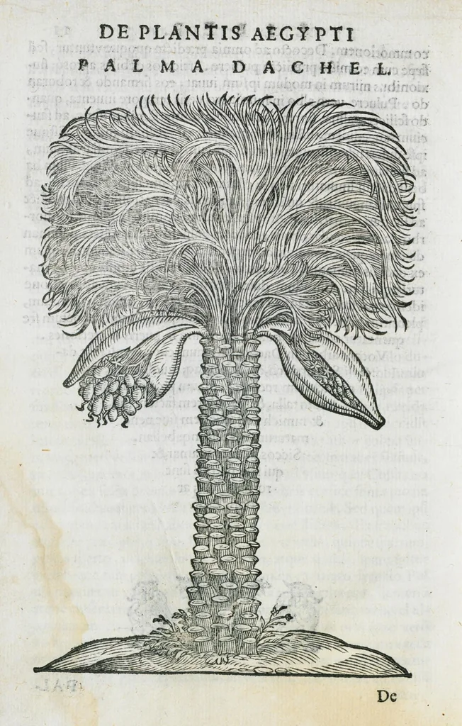An illustration from Prosperi Alpini De plantis Aegypti liber. In quo non pauci, qui circa herbarum materiam irrepserunt, errores, deprehenduntur, quorum causa hactenus multa medicamenta ad usum medicine admodum expetenda, plerisque medicorum, non sine artis iactura, occulta, atque obsoleta iacuerunt... Accessit etiam liber de balsamo aliàs editus, 1592, leaf 36