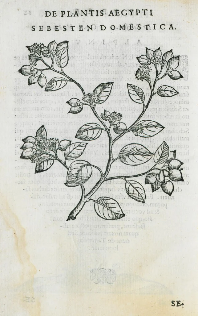 An illustration from Prosperi Alpini De plantis Aegypti liber. In quo non pauci, qui circa herbarum materiam irrepserunt, errores, deprehenduntur, quorum causa hactenus multa medicamenta ad usum medicine admodum expetenda, plerisque medicorum, non sine artis iactura, occulta, atque obsoleta iacuerunt... Accessit etiam liber de balsamo aliàs editus, 1592, leaf 38