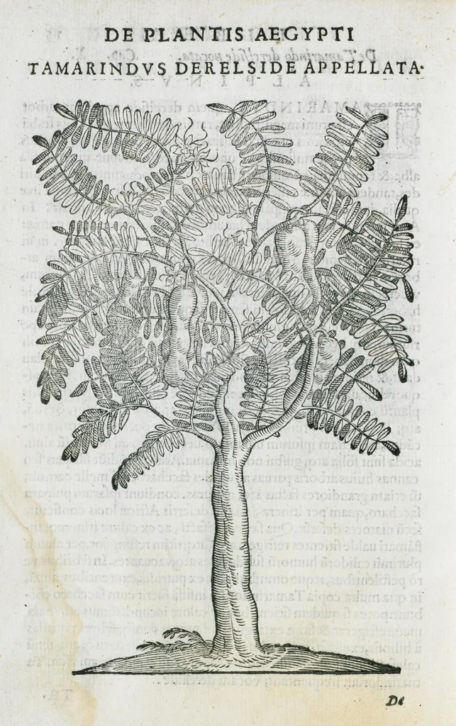 An illustration from Prosperi Alpini De plantis Aegypti liber. In quo non pauci, qui circa herbarum materiam irrepserunt, errores, deprehenduntur, quorum causa hactenus multa medicamenta ad usum medicine admodum expetenda, plerisque medicorum, non sine artis iactura, occulta, atque obsoleta iacuerunt... Accessit etiam liber de balsamo aliàs editus, 1592, leaf 44
