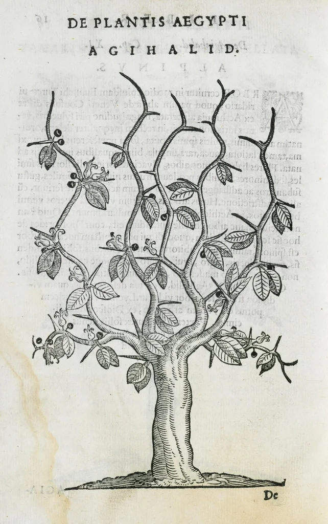 An illustration from Prosperi Alpini De plantis Aegypti liber. In quo non pauci, qui circa herbarum materiam irrepserunt, errores, deprehenduntur, quorum causa hactenus multa medicamenta ad usum medicine admodum expetenda, plerisque medicorum, non sine artis iactura, occulta, atque obsoleta iacuerunt... Accessit etiam liber de balsamo aliàs editus, 1592, leaf 46