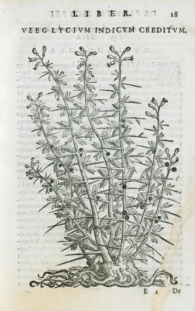 An illustration from Prosperi Alpini De plantis Aegypti liber. In quo non pauci, qui circa herbarum materiam irrepserunt, errores, deprehenduntur, quorum causa hactenus multa medicamenta ad usum medicine admodum expetenda, plerisque medicorum, non sine artis iactura, occulta, atque obsoleta iacuerunt... Accessit etiam liber de balsamo aliàs editus, 1592, leaf 49