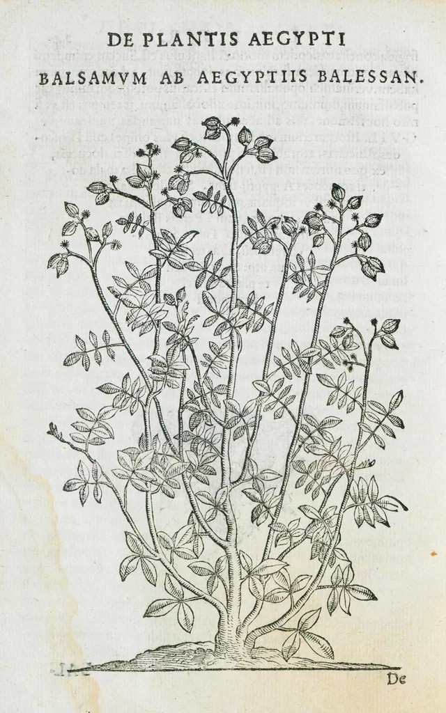 An illustration from Prosperi Alpini De plantis Aegypti liber. In quo non pauci, qui circa herbarum materiam irrepserunt, errores, deprehenduntur, quorum causa hactenus multa medicamenta ad usum medicine admodum expetenda, plerisque medicorum, non sine artis iactura, occulta, atque obsoleta iacuerunt... Accessit etiam liber de balsamo aliàs editus, 1592, leaf 62