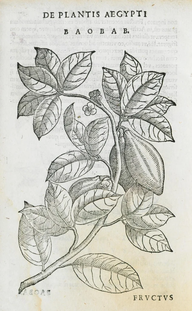 An illustration from Prosperi Alpini De plantis Aegypti liber. In quo non pauci, qui circa herbarum materiam irrepserunt, errores, deprehenduntur, quorum causa hactenus multa medicamenta ad usum medicine admodum expetenda, plerisque medicorum, non sine artis iactura, occulta, atque obsoleta iacuerunt... Accessit etiam liber de balsamo aliàs editus, 1592, leaf 68