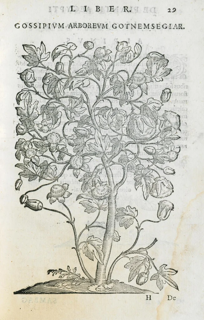 An illustration from Prosperi Alpini De plantis Aegypti liber. In quo non pauci, qui circa herbarum materiam irrepserunt, errores, deprehenduntur, quorum causa hactenus multa medicamenta ad usum medicine admodum expetenda, plerisque medicorum, non sine artis iactura, occulta, atque obsoleta iacuerunt... Accessit etiam liber de balsamo aliàs editus, 1592, leaf 71