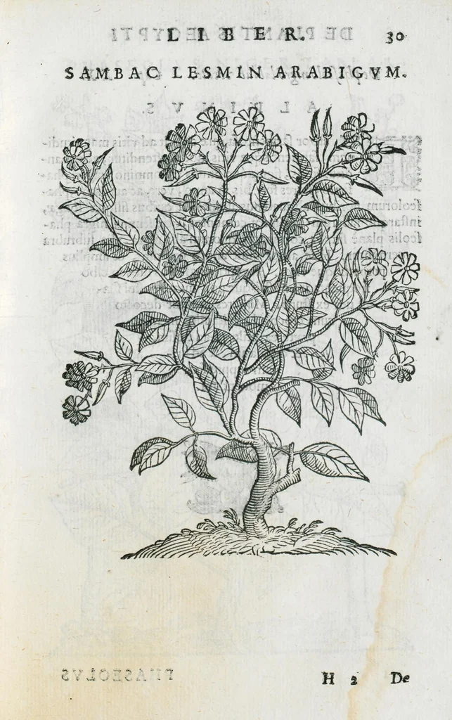 An illustration from Prosperi Alpini De plantis Aegypti liber. In quo non pauci, qui circa herbarum materiam irrepserunt, errores, deprehenduntur, quorum causa hactenus multa medicamenta ad usum medicine admodum expetenda, plerisque medicorum, non sine artis iactura, occulta, atque obsoleta iacuerunt... Accessit etiam liber de balsamo aliàs editus, 1592, leaf 73
