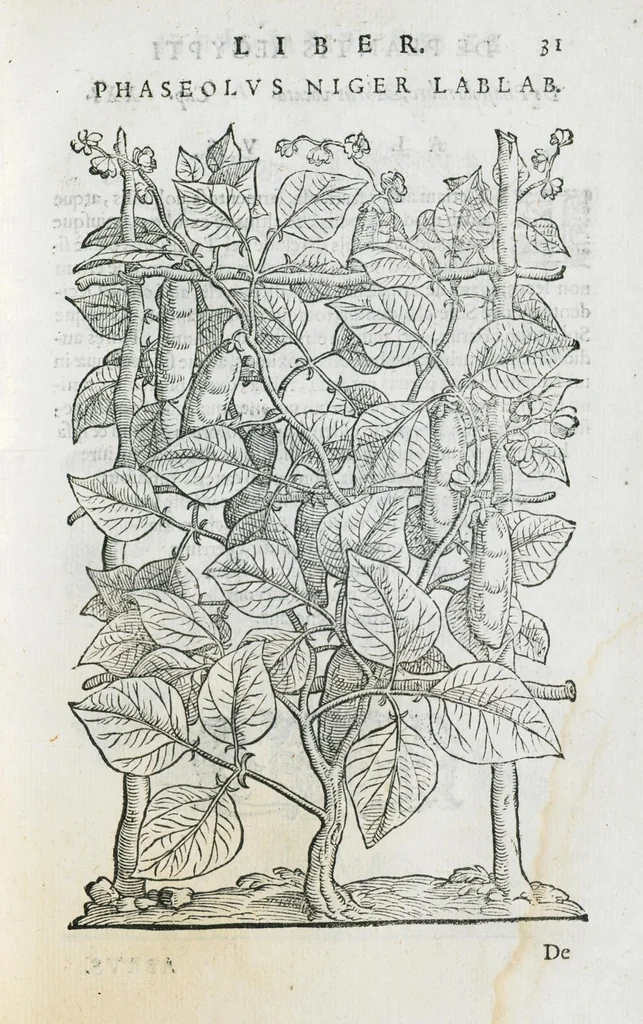 An illustration from Prosperi Alpini De plantis Aegypti liber. In quo non pauci, qui circa herbarum materiam irrepserunt, errores, deprehenduntur, quorum causa hactenus multa medicamenta ad usum medicine admodum expetenda, plerisque medicorum, non sine artis iactura, occulta, atque obsoleta iacuerunt... Accessit etiam liber de balsamo aliàs editus, 1592, leaf 75