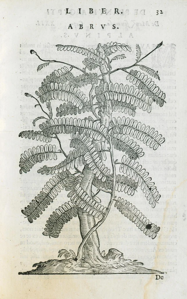 An illustration from Prosperi Alpini De plantis Aegypti liber. In quo non pauci, qui circa herbarum materiam irrepserunt, errores, deprehenduntur, quorum causa hactenus multa medicamenta ad usum medicine admodum expetenda, plerisque medicorum, non sine artis iactura, occulta, atque obsoleta iacuerunt... Accessit etiam liber de balsamo aliàs editus, 1592, leaf 77