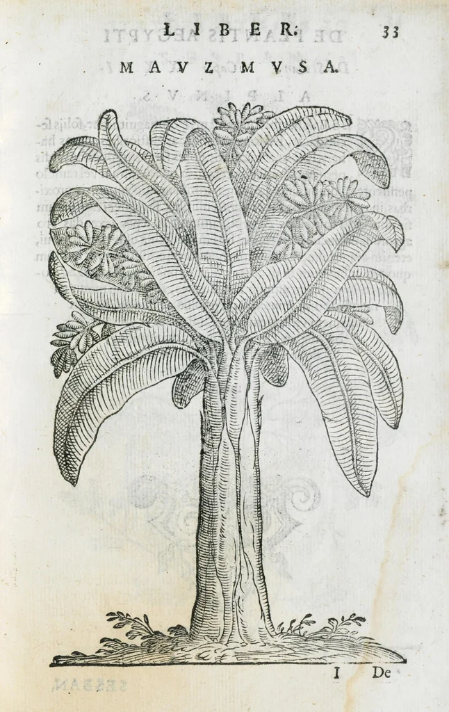 An illustration from Prosperi Alpini De plantis Aegypti liber. In quo non pauci, qui circa herbarum materiam irrepserunt, errores, deprehenduntur, quorum causa hactenus multa medicamenta ad usum medicine admodum expetenda, plerisque medicorum, non sine artis iactura, occulta, atque obsoleta iacuerunt... Accessit etiam liber de balsamo aliàs editus, 1592, leaf 79