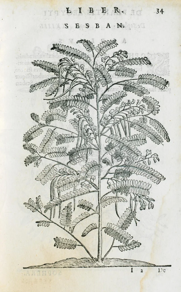 An illustration from Prosperi Alpini De plantis Aegypti liber. In quo non pauci, qui circa herbarum materiam irrepserunt, errores, deprehenduntur, quorum causa hactenus multa medicamenta ad usum medicine admodum expetenda, plerisque medicorum, non sine artis iactura, occulta, atque obsoleta iacuerunt... Accessit etiam liber de balsamo aliàs editus, 1592, leaf 81