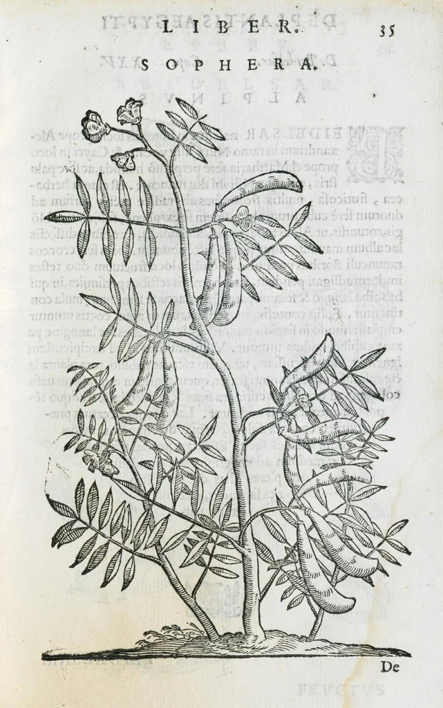 An illustration from Prosperi Alpini De plantis Aegypti liber. In quo non pauci, qui circa herbarum materiam irrepserunt, errores, deprehenduntur, quorum causa hactenus multa medicamenta ad usum medicine admodum expetenda, plerisque medicorum, non sine artis iactura, occulta, atque obsoleta iacuerunt... Accessit etiam liber de balsamo aliàs editus, 1592, leaf 83