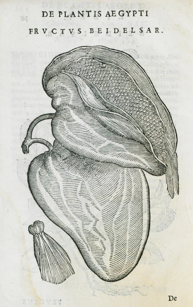An illustration from Prosperi Alpini De plantis Aegypti liber. In quo non pauci, qui circa herbarum materiam irrepserunt, errores, deprehenduntur, quorum causa hactenus multa medicamenta ad usum medicine admodum expetenda, plerisque medicorum, non sine artis iactura, occulta, atque obsoleta iacuerunt... Accessit etiam liber de balsamo aliàs editus, 1592, leaf 86