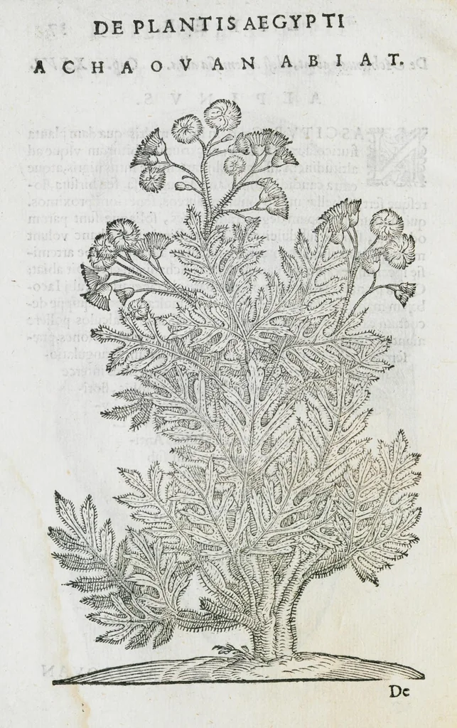 An illustration from Prosperi Alpini De plantis Aegypti liber. In quo non pauci, qui circa herbarum materiam irrepserunt, errores, deprehenduntur, quorum causa hactenus multa medicamenta ad usum medicine admodum expetenda, plerisque medicorum, non sine artis iactura, occulta, atque obsoleta iacuerunt... Accessit etiam liber de balsamo aliàs editus, 1592, leaf 88